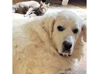 Adopt Toby in VA - Sweet Boy Craves Affection! a Great Pyrenees
