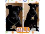 Adopt GILL a Pit Bull Terrier