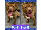 Adopt WILL SNIFF a Pit Bull Terrier