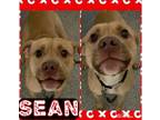 Adopt SEAN a Pit Bull Terrier, Mixed Breed