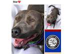 Adopt STAR a Pit Bull Terrier