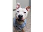 Adopt Odie a American Staffordshire Terrier, Pit Bull Terrier