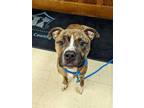 Adopt Darnell a Mixed Breed