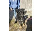 Adopt Able a Shepherd, Mixed Breed