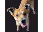 Adopt Shamrock a Black Mouth Cur, Mixed Breed