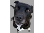 Adopt Jedi a Pit Bull Terrier, Mixed Breed