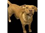 Adopt Mackenzie a Pit Bull Terrier, Mixed Breed