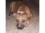 Adopt Dottie a American Staffordshire Terrier