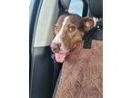 Adopt Bentley a Chocolate Labrador Retriever, Mixed Breed