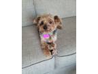 Adopt Mojo a Yorkshire Terrier