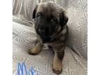 Adopt Moe a German Shepherd Dog