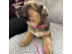 Adopt Lisa a German Shepherd Dog