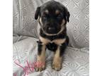 Adopt Selma a German Shepherd Dog