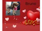 Adopt Brunoh a Yorkshire Terrier