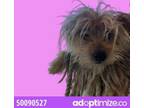 Adopt Elvis a Yorkshire Terrier, Mixed Breed