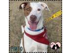 Adopt Pinto a Pit Bull Terrier, Hound