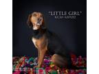 Adopt Little Girl a Beagle