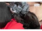 Nice to meet you! I’m Aly the F1 Cavapoo puppy.