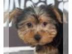 Yorkshire Terrier PUPPY FOR SALE ADN-543950 - Georgie