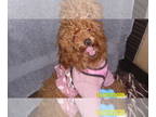 Poodle (Toy) PUPPY FOR SALE ADN-544123 - Poodle Puppy Female Red Purebred