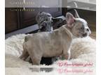 French Bulldog PUPPY FOR SALE ADN-544365 - Beautiful French bulldog puppy merle
