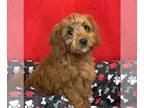 Cavapoo PUPPY FOR SALE ADN-544019 - Bowie F1 Cavapoo