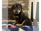 Rottweiler PUPPY FOR SALE ADN-543855 - AKC Rottweiler
