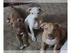 American Pit Bull Terrier PUPPY FOR SALE ADN-543499 - Triple Paws