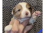 Miniature American Shepherd PUPPY FOR SALE ADN-543866 - ruger