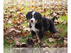 Bernese Mountain Dog PUPPY FOR SALE ADN-543886 - AKC Bernese Mountain Dog