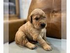 Golden Labrador PUPPY FOR SALE ADN-544334 - Goldador puppies