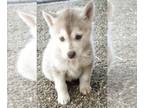 Siberian Husky PUPPY FOR SALE ADN-543864 - Siberian Husky Puppy Purebred
