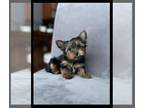Yorkshire Terrier PUPPY FOR SALE ADN-543962 - Teacup Purebred Yorkies