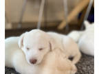 Labrador Retriever-Siberian Husky Mix PUPPY FOR SALE ADN-544307 - Siberian Husky