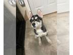 Siberian Husky PUPPY FOR SALE ADN-544061 - Pure Bred Husky Puppies