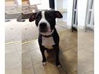 American Pit Bull Terrier DOG FOR ADOPTION ADN-543911 - 2 Year Old Pitbull