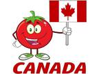 30 Custom Canadian Tomato Personalized Address Labels - Opportunity