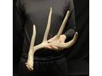4 Point Whitetail Shed Antler Cabin Man Cave Decor Antler - Opportunity