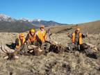 2023 Colorado 1st Season BULL/COW ELK HUNT wildlife deer - Opportunity