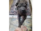 Adopt Salvador Dali a Black Shar Pei / Mixed dog in Phoenix, AZ (37177359)