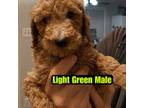 Light Green Male