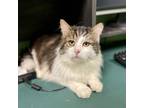 Adopt Hammy a Domestic Mediumhair / Mixed cat in Silverdale, WA (37172434)