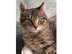 Adopt un-named a Gray, Blue or Silver Tabby Domestic Shorthair / Mixed (short