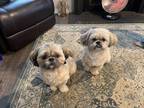 Adopt Gigi a Brown/Chocolate Shih Tzu / Mixed dog in Hillsboro, OR (37177480)