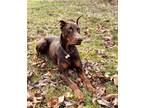 Adopt Silas a Red/Golden/Orange/Chestnut Doberman Pinscher / Mixed dog in