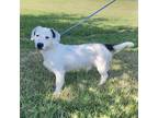 Adopt Ridge a White Terrier (Unknown Type, Small) / Dachshund / Mixed dog in New