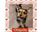 Adopt Chiquita a Terrier (Unknown Type, Medium) / Mixed dog in Littleton
