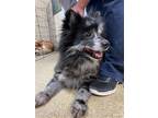Adopt 2301-1680 Max a Gray/Silver/Salt & Pepper - with Black Pomeranian / Mixed