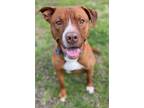 Adopt 2301-0463 Charger a Red/Golden/Orange/Chestnut - with White Pit Bull