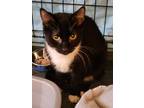 Adopt Mort a Domestic Shorthair / Mixed (short coat) cat in Brainardsville